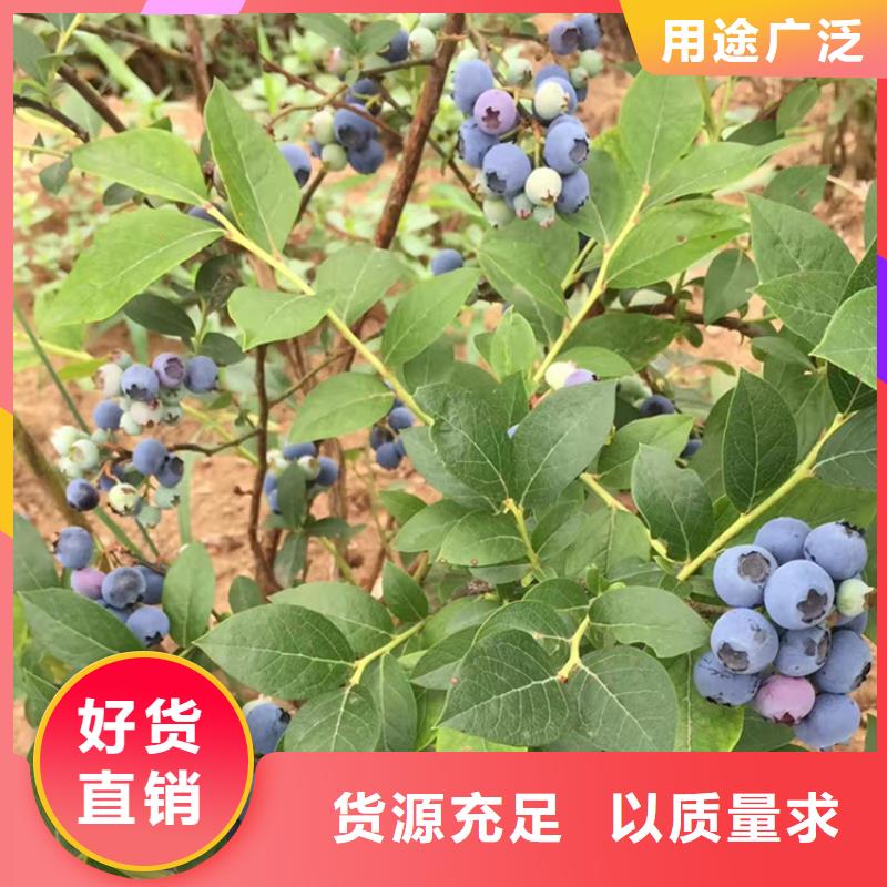 蓝莓苗石榴树实体厂家