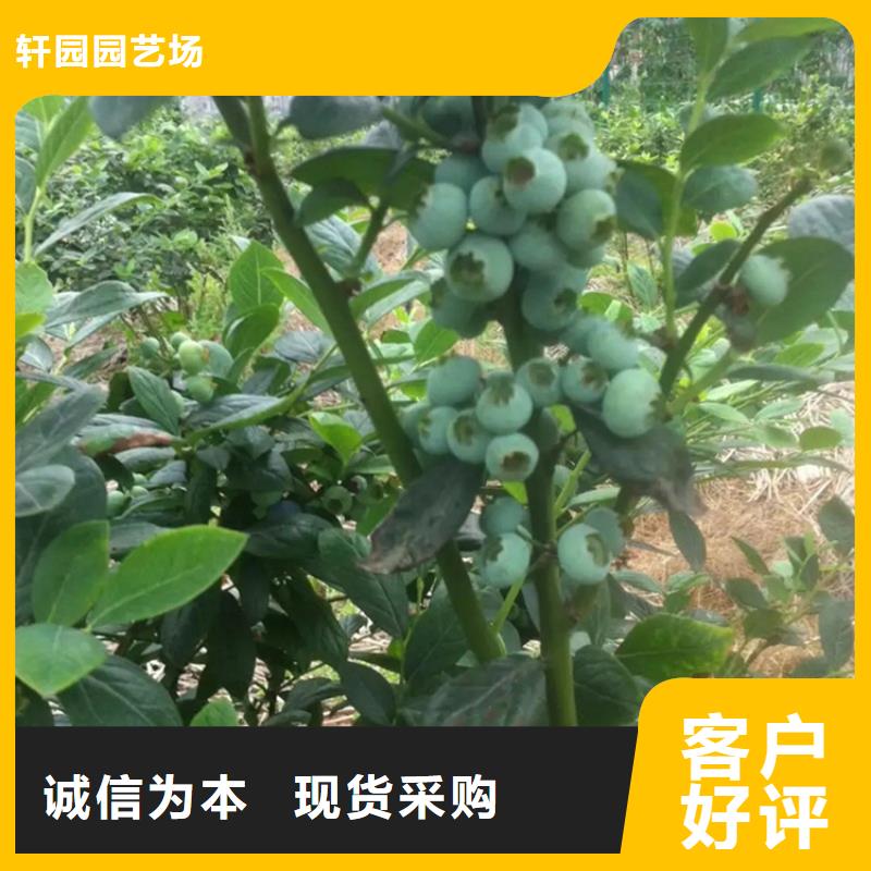板栗苗-视频-新疆板栗苗|伊犁|克拉玛依|乌鲁木齐