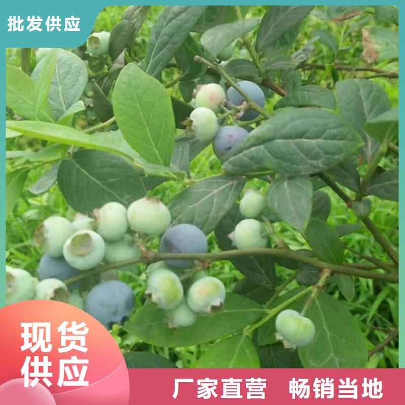 板栗苗-视频-新疆板栗苗|伊犁|克拉玛依|乌鲁木齐