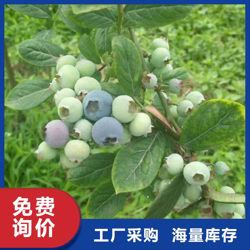 蓝莓苗石榴树实体厂家