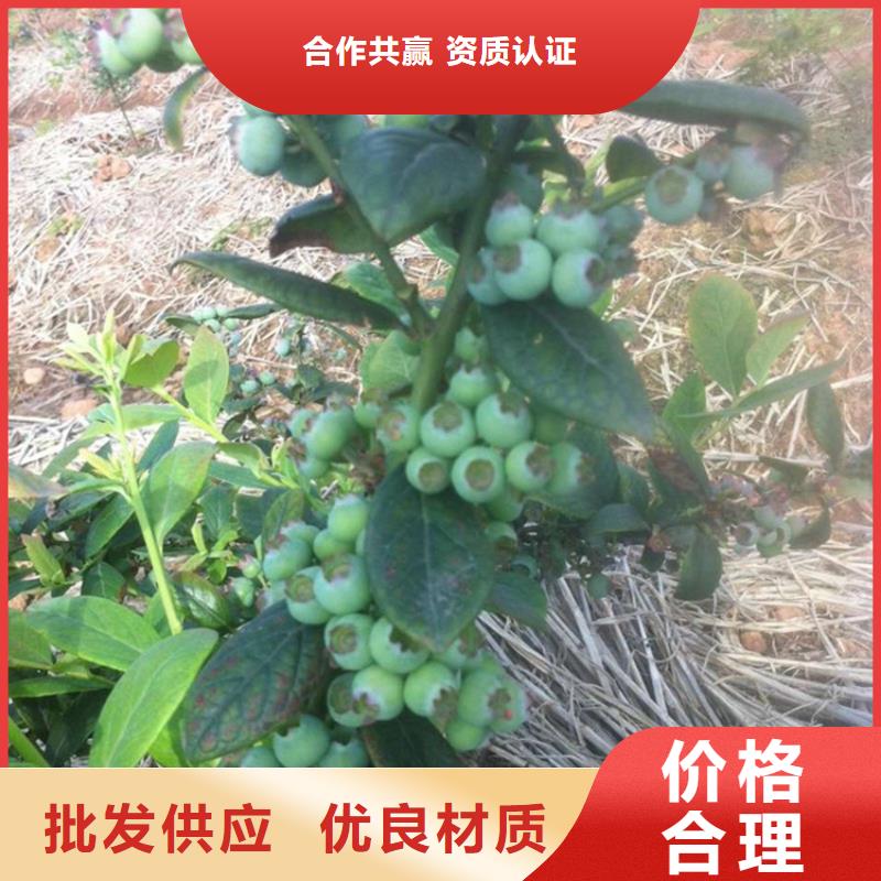 板栗苗-视频-浙江省板栗苗-浙江省丽水|杭州|温州|金华|台州【本土】供应商