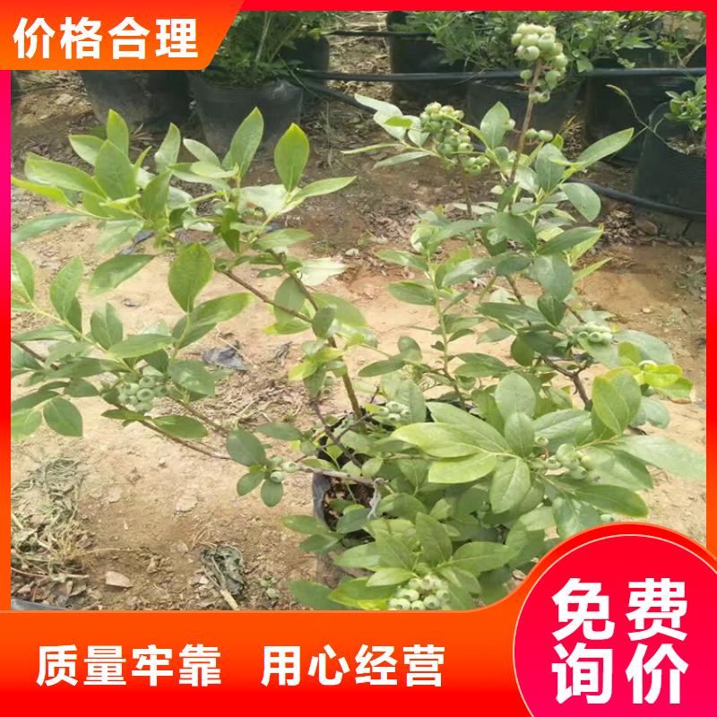 板栗苗视频-板栗苗-黑龙江省大庆市红岗|龙凤|鹤岗|黑河|牡丹江|哈尔滨|齐齐哈尔|绥化|佳木斯【同城】 【附近】制造商