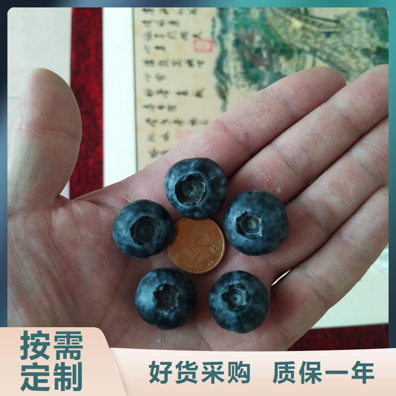 板栗苗视频-板栗苗-黑龙江省大庆市红岗|龙凤|鹤岗|黑河|牡丹江|哈尔滨|齐齐哈尔|绥化|佳木斯【同城】 【附近】制造商