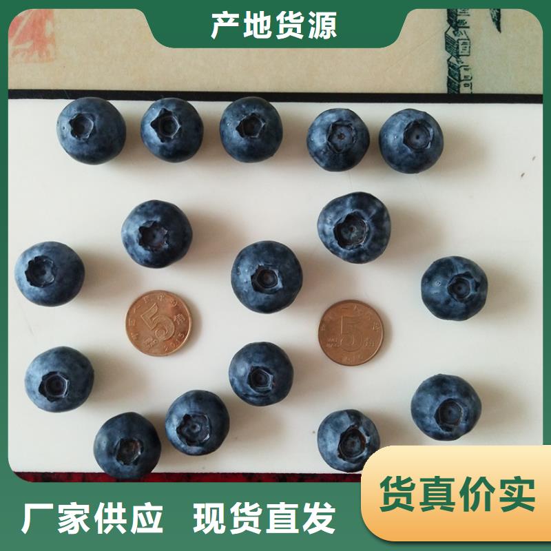 蓝莓苗石榴树实体厂家
