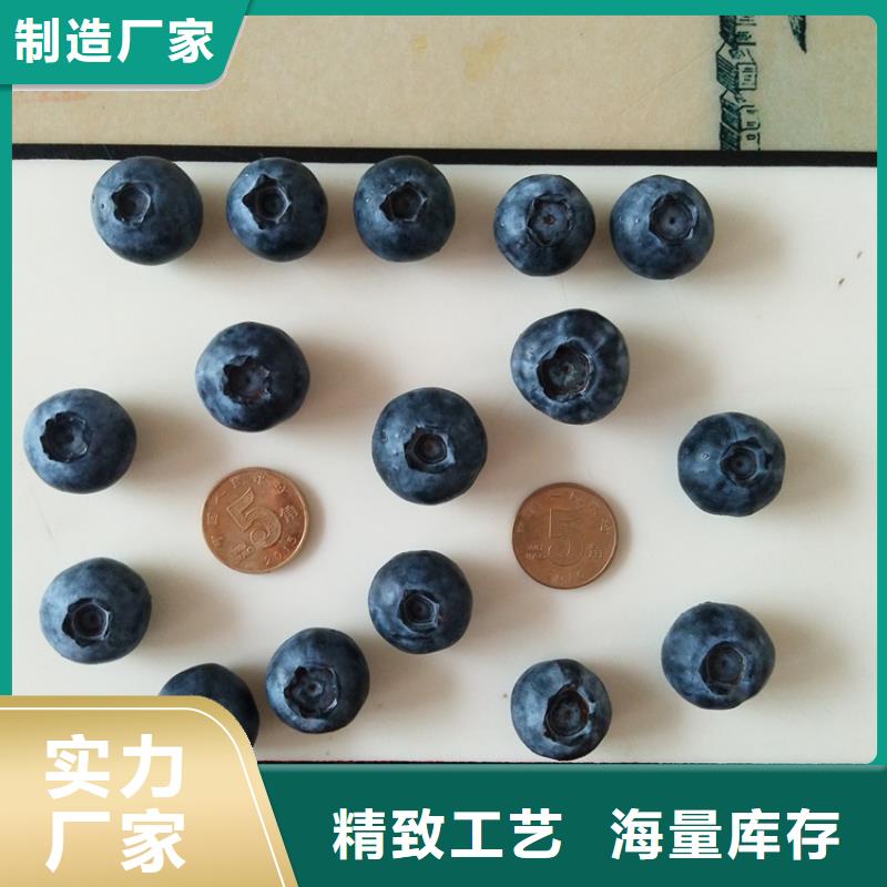 蓝莓苗石榴树精心选材