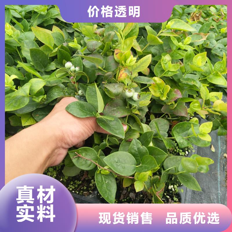 蓝莓苗石榴树精心选材