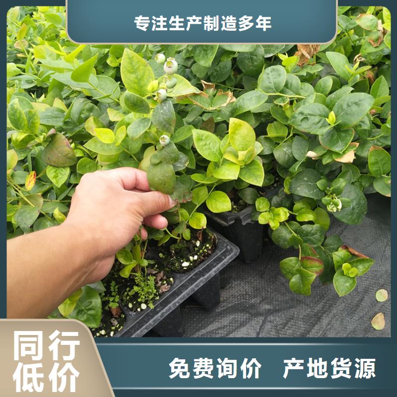 板栗苗视频-板栗苗-黑龙江省大庆市红岗|龙凤|鹤岗|黑河|牡丹江|哈尔滨|齐齐哈尔|绥化|佳木斯【同城】 【附近】制造商