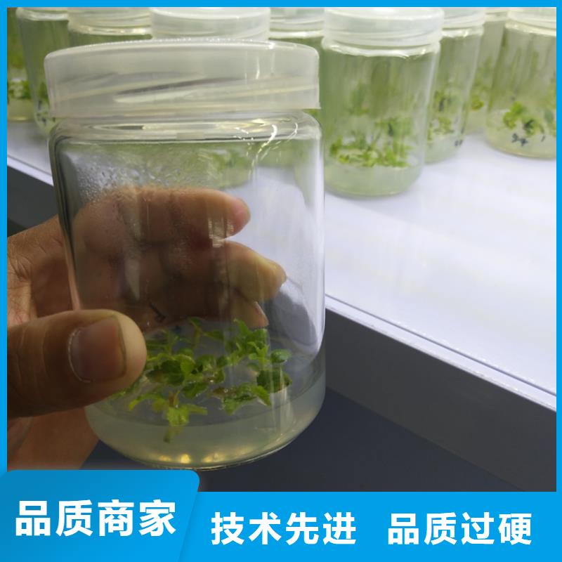 蓝莓苗,红颜草莓可定制