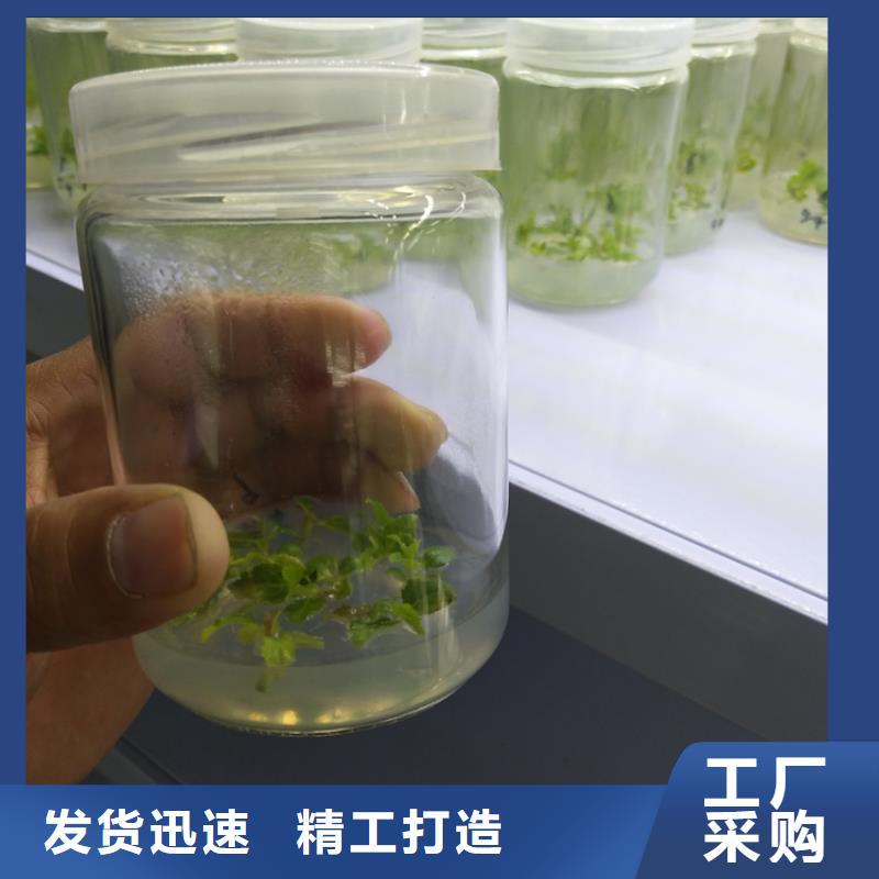 蓝莓苗石榴树实体厂家