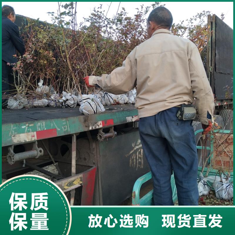 <轩园>现货充足量大优惠 蓝莓苗_【樱桃苗】厂家直接面向客户-产品视频