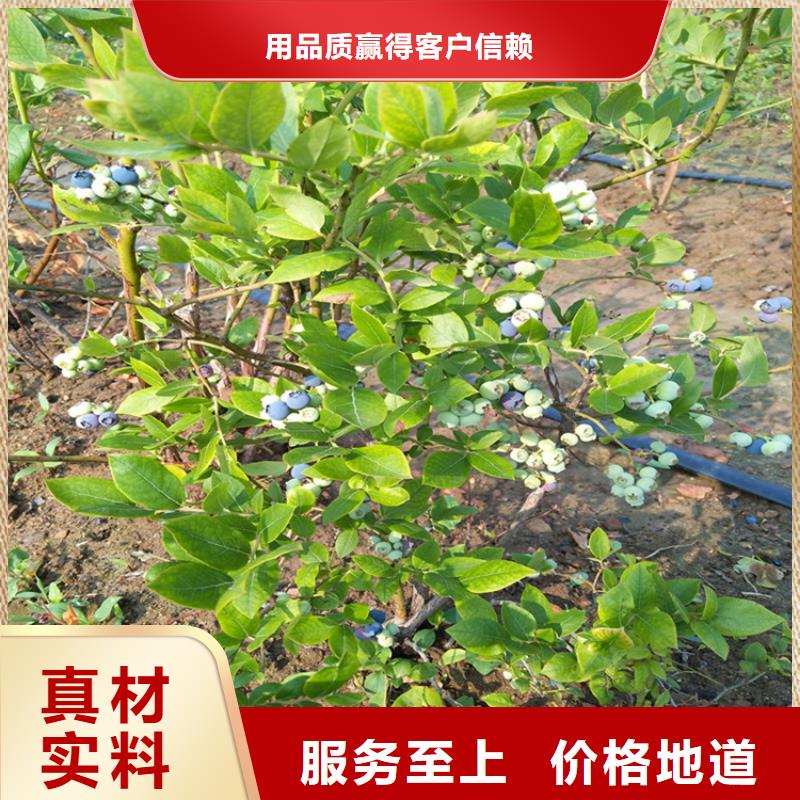 板栗苗视频-板栗苗-黑龙江省大庆市红岗|龙凤|鹤岗|黑河|牡丹江|哈尔滨|齐齐哈尔|绥化|佳木斯【同城】 【附近】制造商
