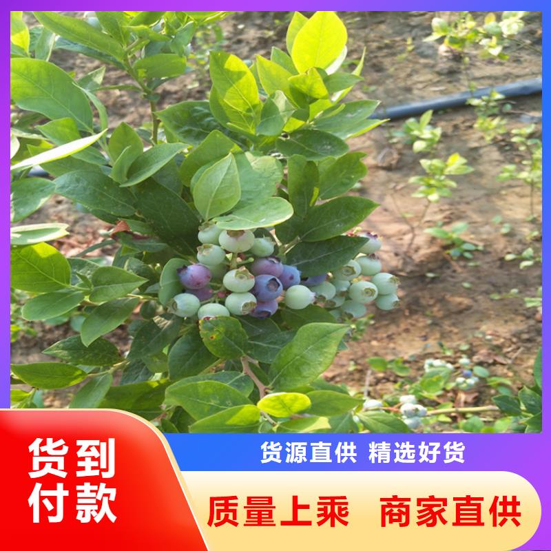 板栗苗-视频-浙江省板栗苗-浙江省丽水|杭州|温州|金华|台州【本土】供应商