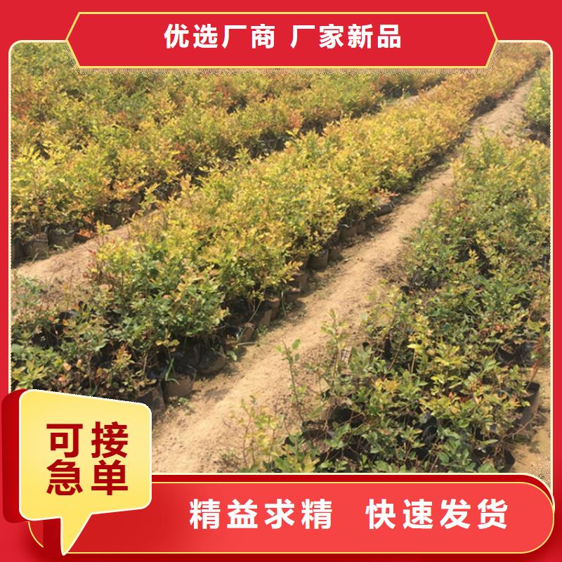 板栗苗-视频-浙江省板栗苗-浙江省丽水|杭州|温州|金华|台州【本土】供应商