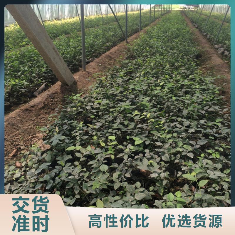 蓝莓苗嘎啦苹果库存充足