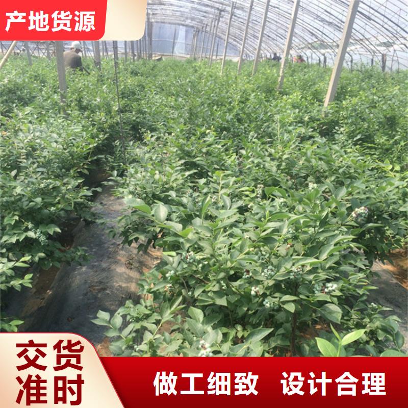 蓝莓苗石榴树精心选材