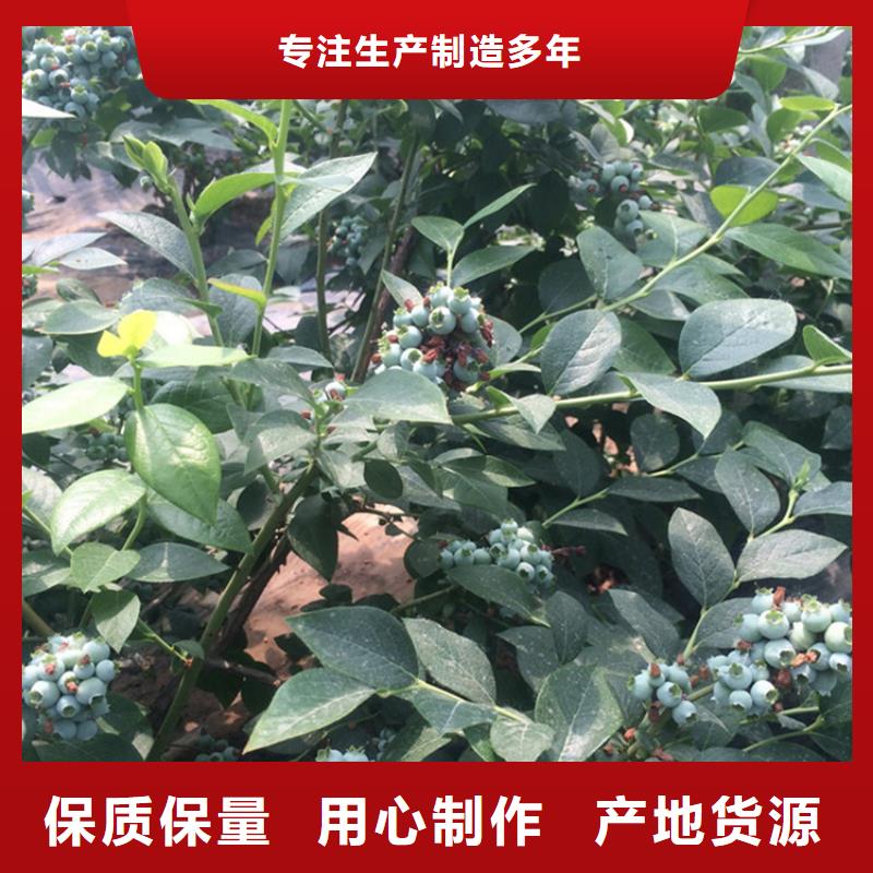 蓝莓苗,红颜草莓可定制