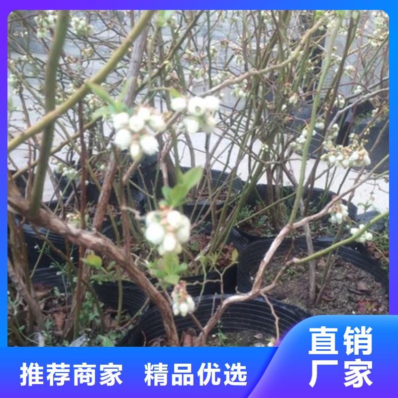 板栗苗-视频-新疆板栗苗|伊犁|克拉玛依|乌鲁木齐