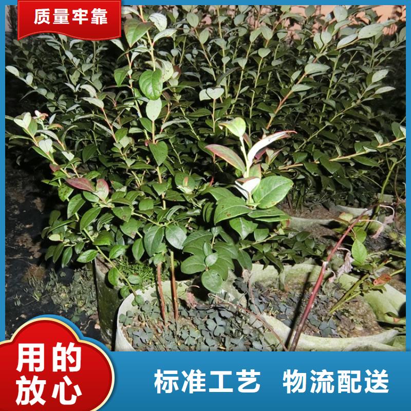 <轩园>现货充足量大优惠 蓝莓苗_【樱桃苗】厂家直接面向客户-产品视频