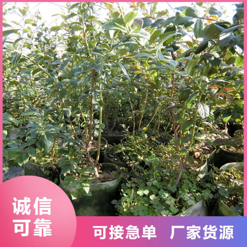 蓝莓苗石榴树实体厂家