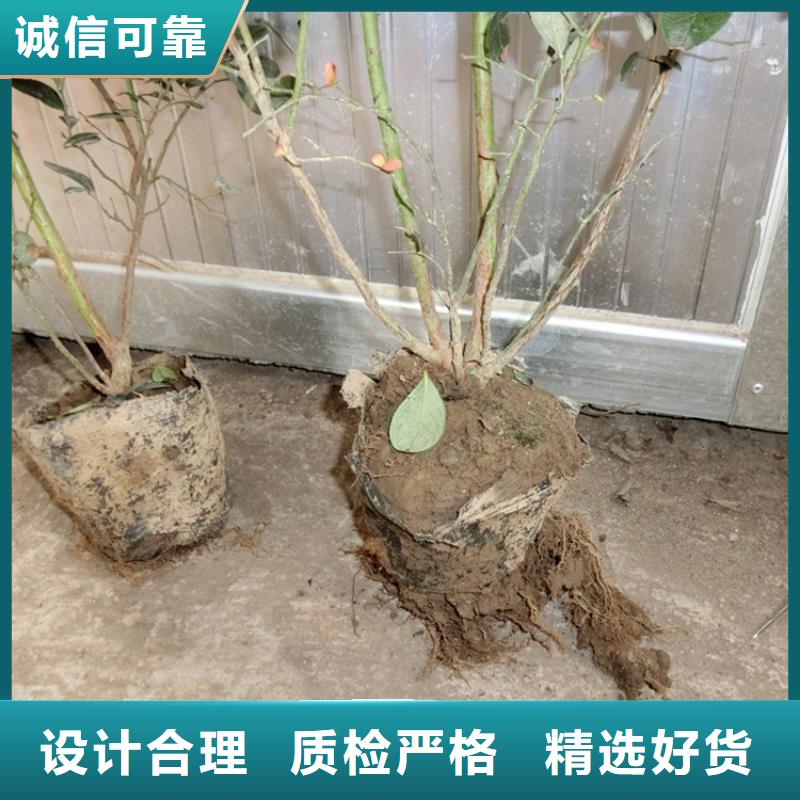 板栗苗视频-板栗苗-黑龙江省大庆市红岗|龙凤|鹤岗|黑河|牡丹江|哈尔滨|齐齐哈尔|绥化|佳木斯【同城】 【附近】制造商