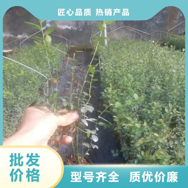 板栗苗-视频-浙江省板栗苗-浙江省丽水|杭州|温州|金华|台州【本土】供应商