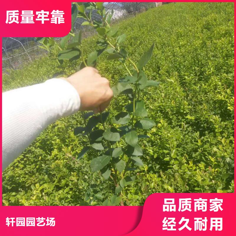 板栗苗-视频-新疆板栗苗|伊犁|克拉玛依|乌鲁木齐