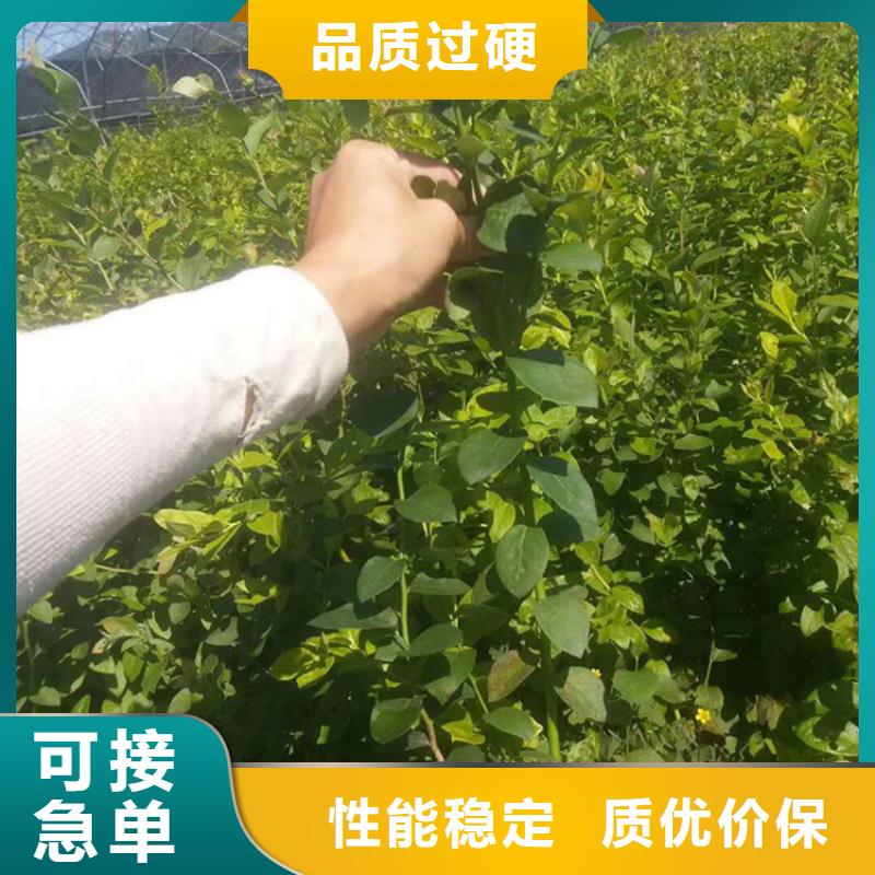 板栗苗-视频-浙江省板栗苗-浙江省丽水|杭州|温州|金华|台州【本土】供应商