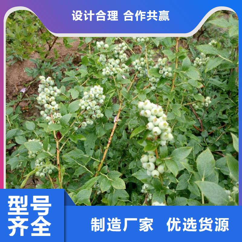 <轩园>现货充足量大优惠 蓝莓苗_【樱桃苗】厂家直接面向客户-产品视频