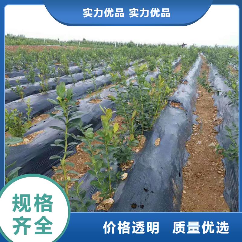 板栗苗-视频-浙江省板栗苗-浙江省丽水|杭州|温州|金华|台州【本土】供应商