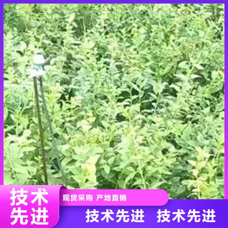 蓝莓苗石榴树精心选材