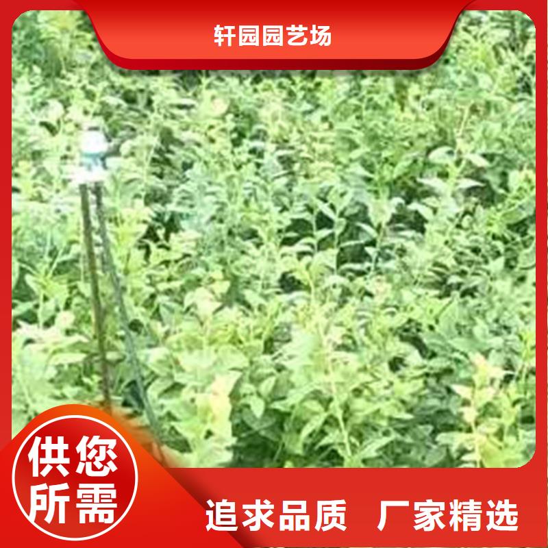 板栗苗-视频-浙江省板栗苗-浙江省丽水|杭州|温州|金华|台州【本土】供应商