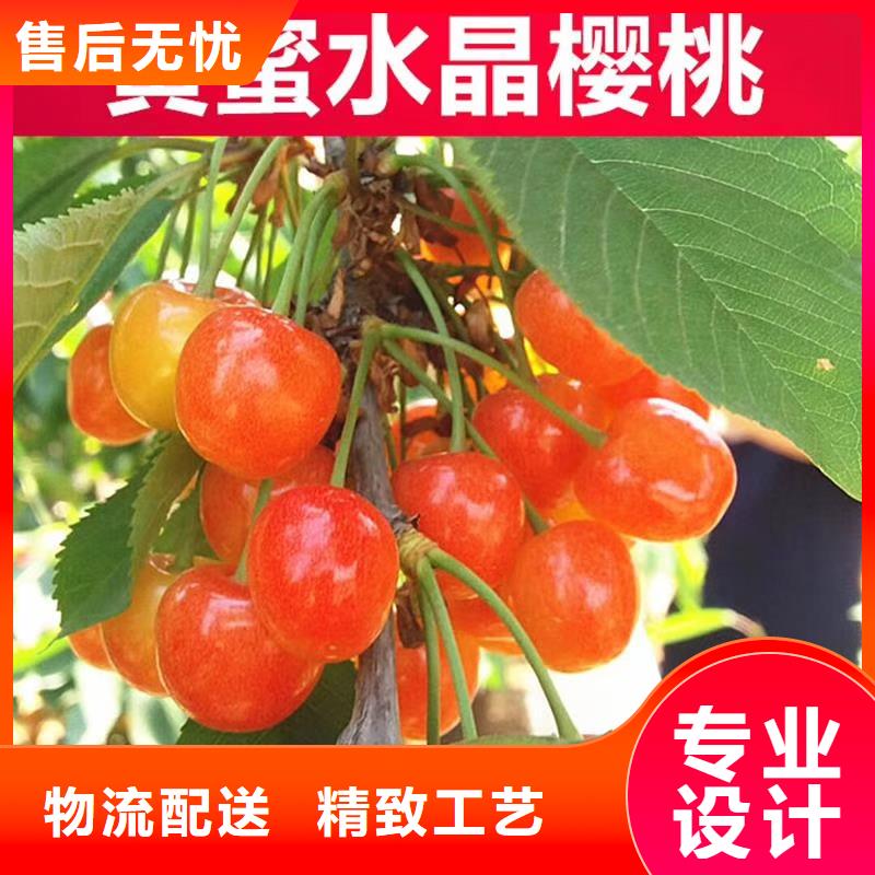 【樱桃_草莓苗助您降低采购成本】