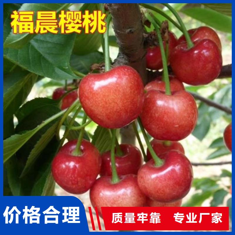 板栗苗视频-板栗苗好产品价格低-轩园园艺场(台湾分公司)