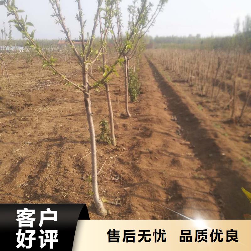 来电咨询 樱桃 【北美冬青】经验丰富质量放心-轩园园艺场