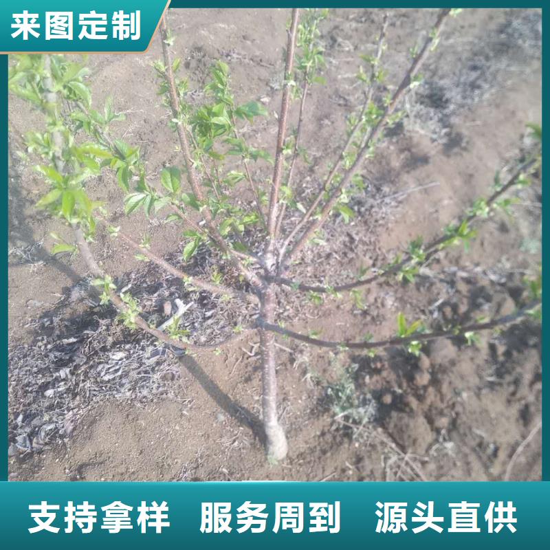 【樱桃】石榴树不只是质量好