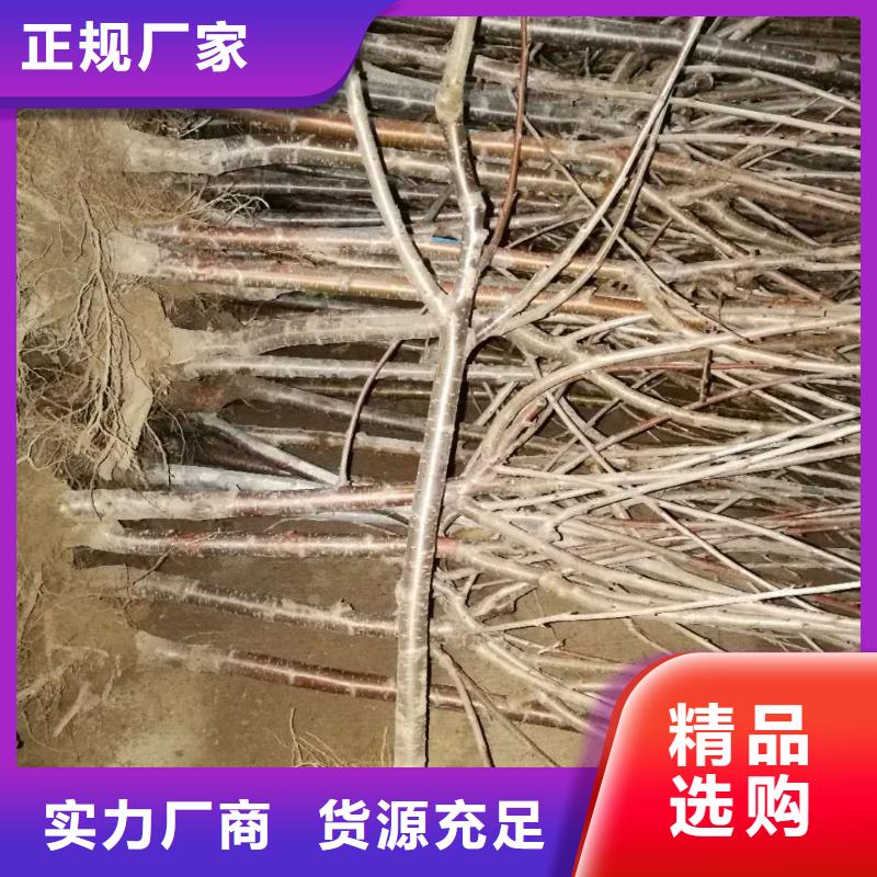 板栗苗视频-板栗苗好产品价格低-轩园园艺场(台湾分公司)