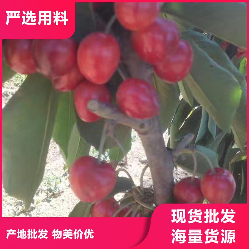 板栗苗视频-板栗苗好产品价格低-轩园园艺场(台湾分公司)