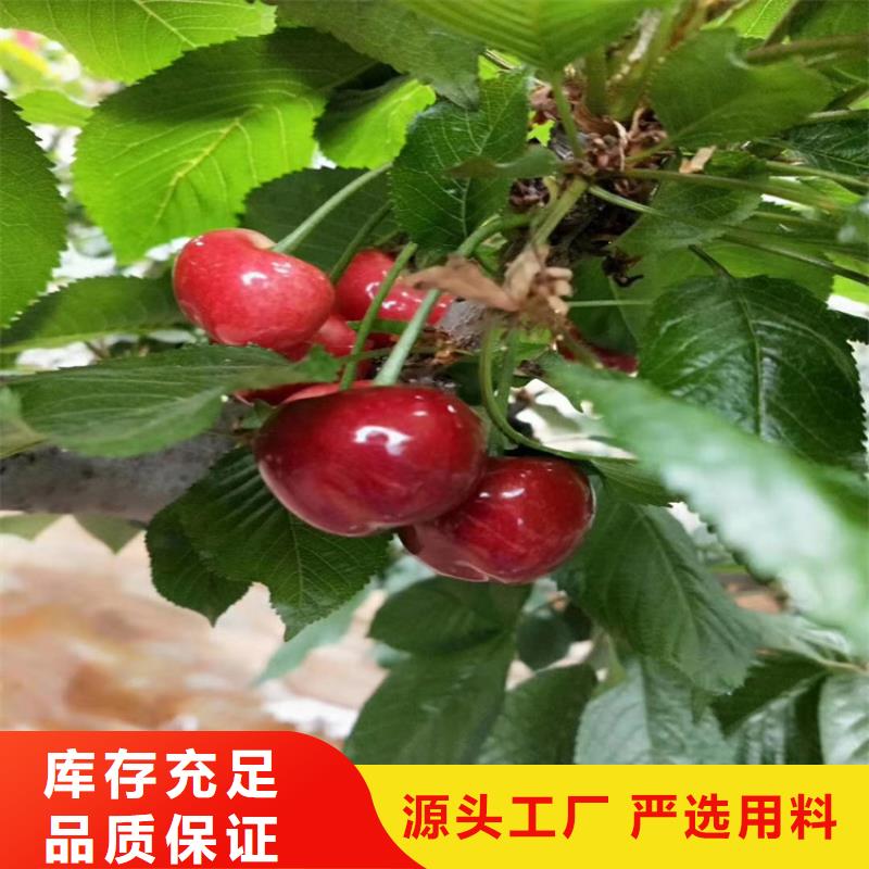 板栗苗视频-板栗苗好产品价格低-轩园园艺场(台湾分公司)