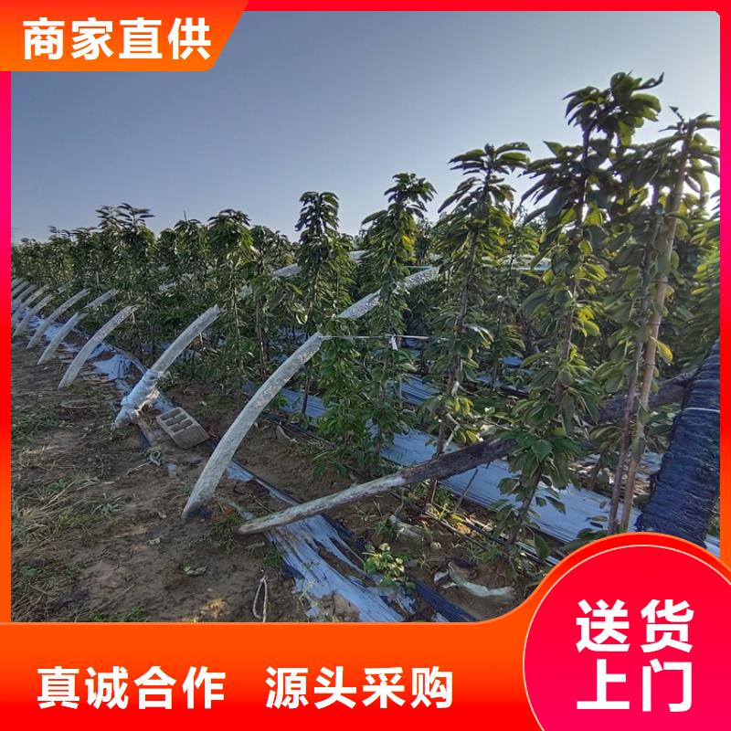 樱桃樱桃苗精致工艺