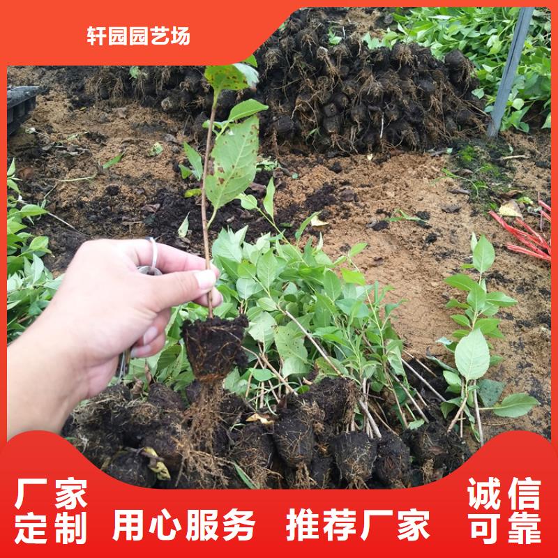 【樱桃_草莓苗助您降低采购成本】