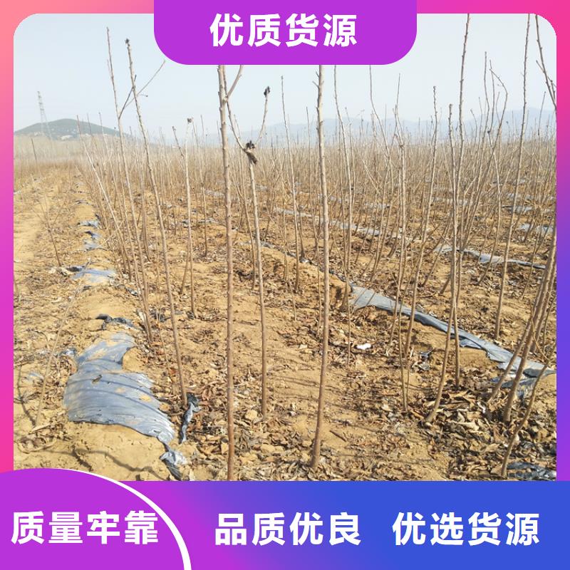 《轩园》工厂采购 樱桃 【桃树苗】严格把控每一处细节-现货齐全售后无忧