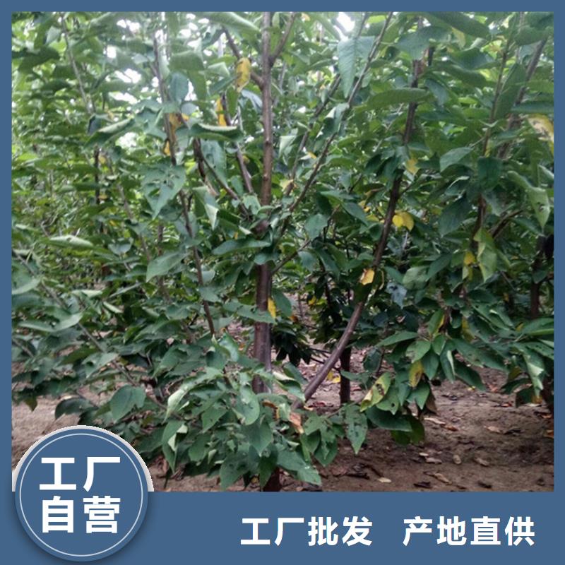 板栗苗视频-板栗苗好产品价格低-轩园园艺场(台湾分公司)