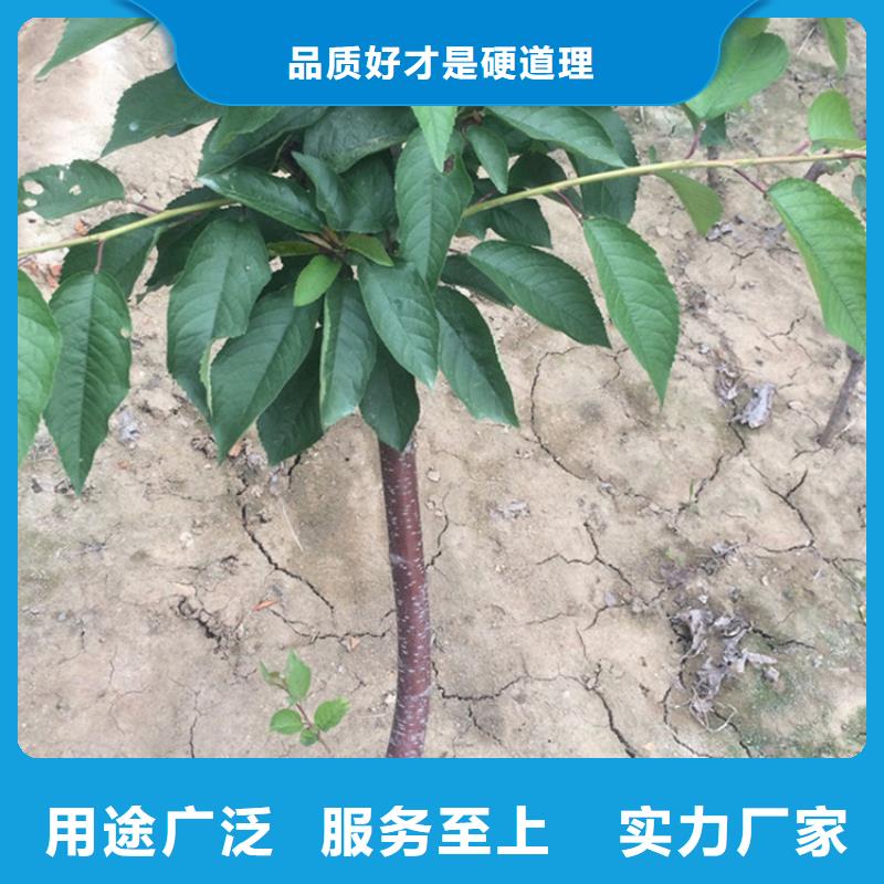 板栗苗视频-板栗苗好产品价格低-轩园园艺场(台湾分公司)