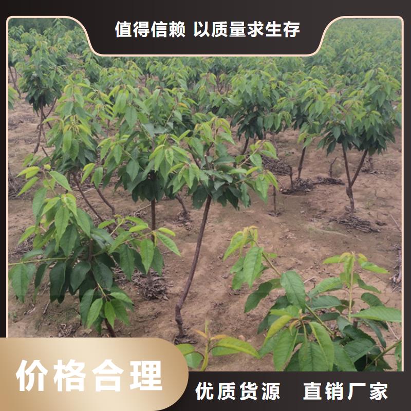 【樱桃】石榴树不只是质量好