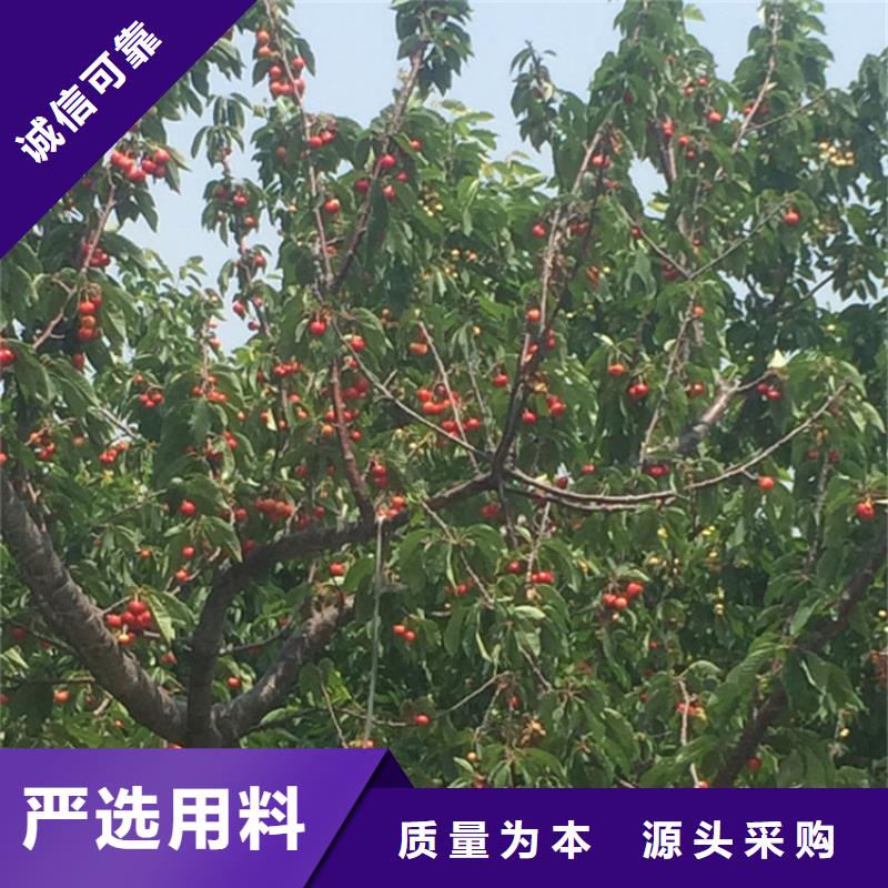 板栗苗视频-板栗苗好产品价格低-轩园园艺场(台湾分公司)