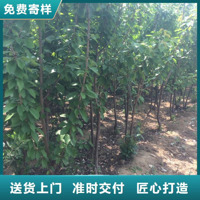 【樱桃_草莓苗助您降低采购成本】