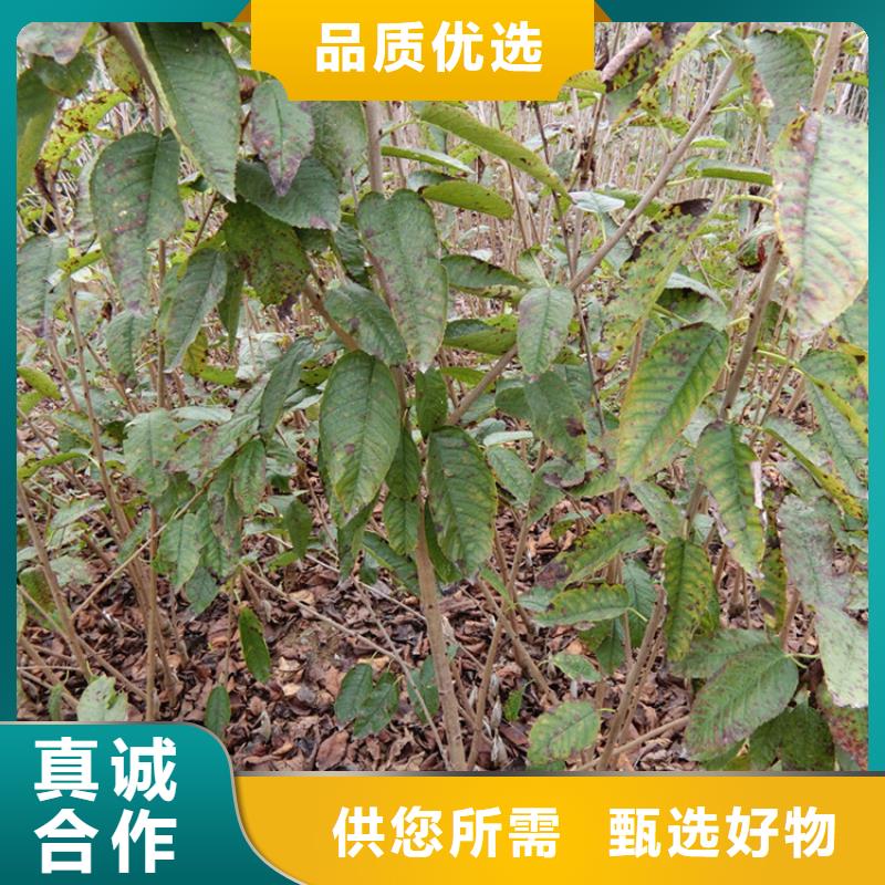 樱桃苹果苗工期短发货快