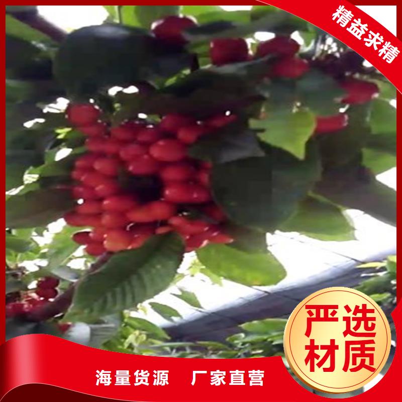 板栗苗视频-板栗苗好产品价格低-轩园园艺场(台湾分公司)