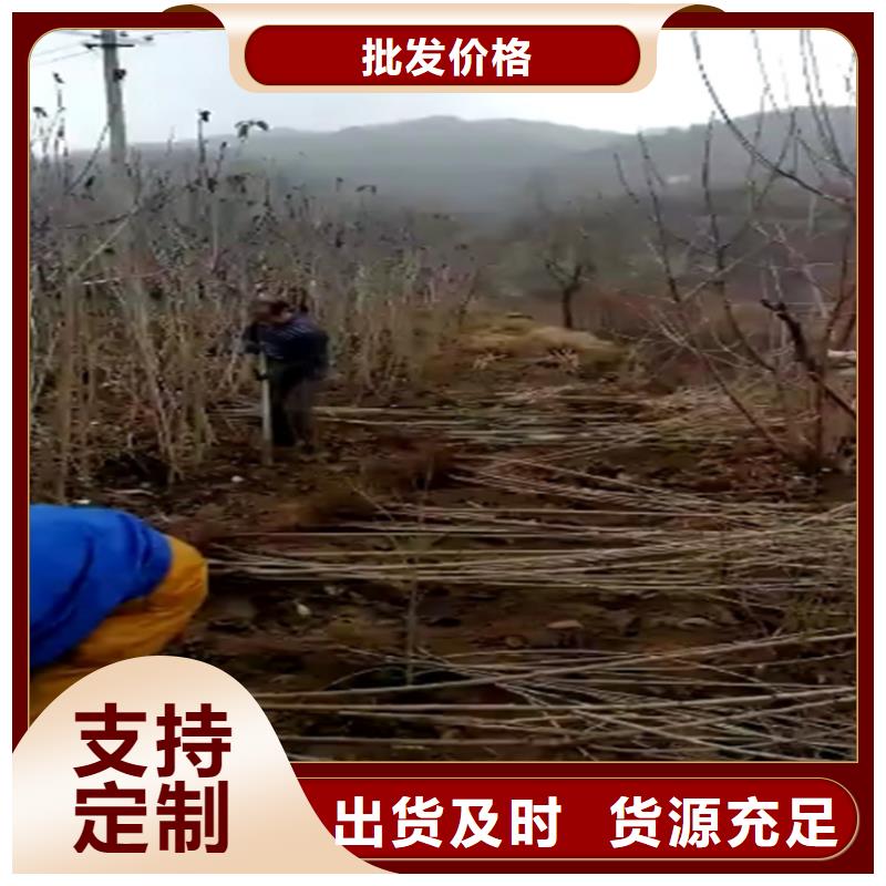 樱桃石榴苗自有厂家
