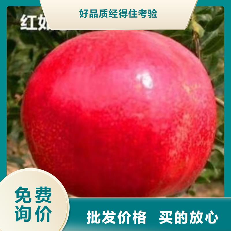 板栗苗视频-板栗苗-湖南省长沙市同城经销商-雨花|浏阳|岳阳|郴州|湘潭|衡阳|常德
